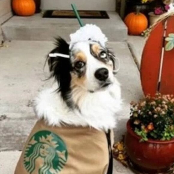 new Dog Halloween costume coffee starbucks 2 piece shirt and headpiece XS S M L - Picture 3 of 3